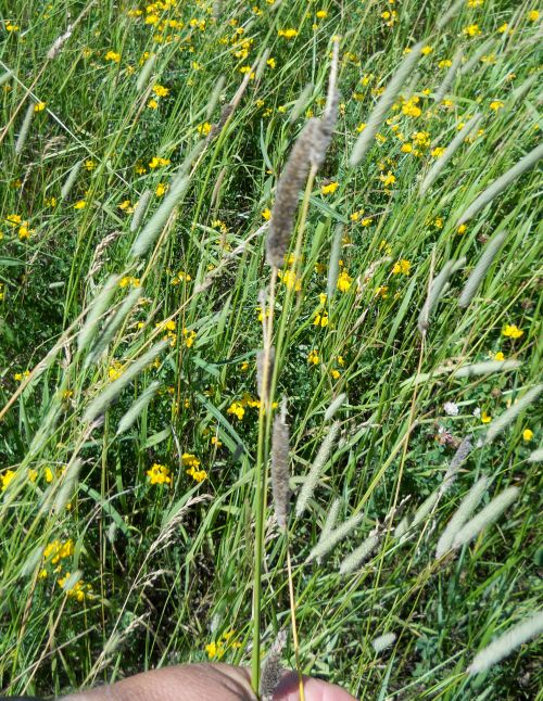 Creeping foxtail. All photos: Jim Isleib, MSU Extension.