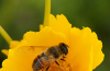 Sand coreopsis with a hoverfly