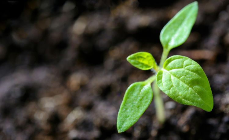 A  green seedling emerging from soil.