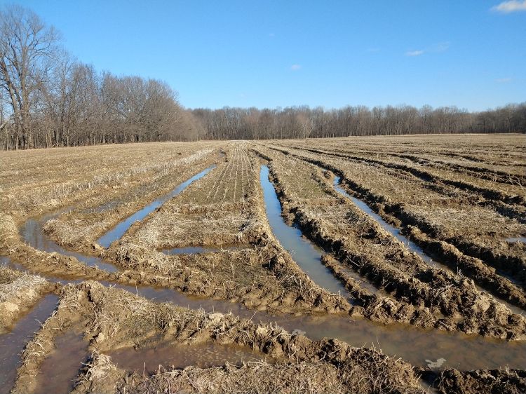 Field with harvest ruts