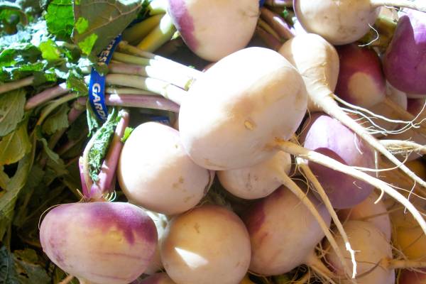Is it possible to grow turnips in hot weather?