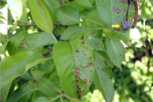  Mature leaf lesions are circular and tan to brown with distinct purple margins. 