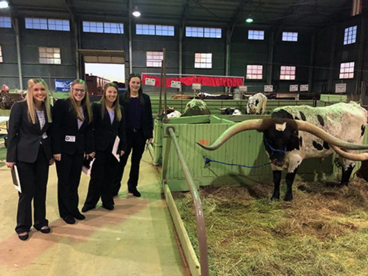 Students at Southwestern Exposition Livestock Show and Rodeo, with cows.