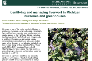 Identifying and managing liverwort in Michigan nurseries and greenhouses