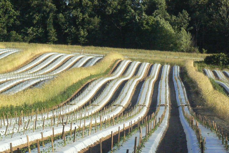 Vegetables rows