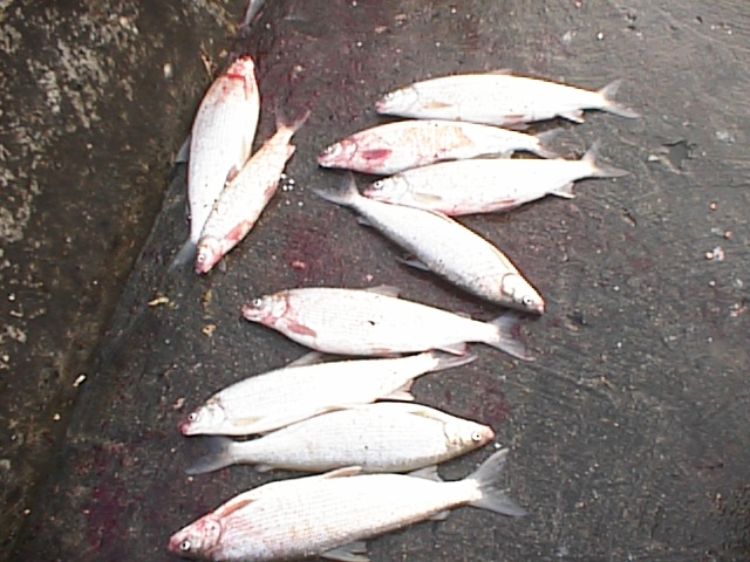 Recreationally caught lake whitefish. Photo: Ron Kinnunen | Michigan Sea Grant