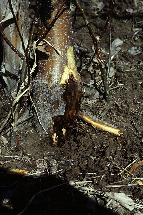 Infected tissue often shows a clearly delineated, reddish-brown discoloration of the inner bark several inches below the soil line. 