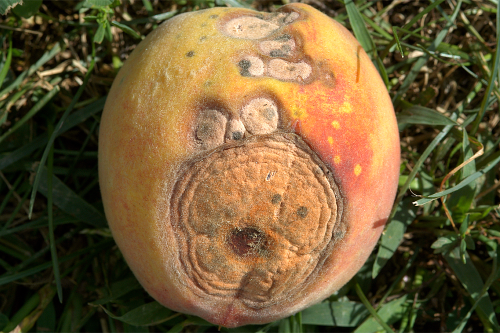 Lesions are small, circular, tan to brown spots that expand rapidly and may form concentric rings with orange to pink, slimy spore masses in their centers. 