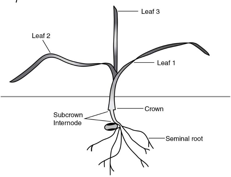 Winter wheat at the three leaf stage. Note the crown development. Source: University of Saskatchewan, 2002, from “Winter Wheat Production Manual.”