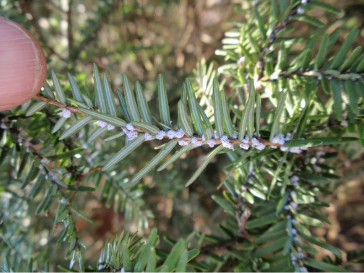White waxy ovisacs (the “wool”) are found at the base of hemlock needles infested by hemlock woolly adelgid. Photo: Michigan Department of Agriculture and Rural Development.