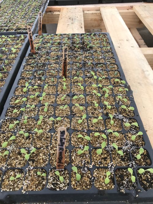 Lettuce seedlings in 128-cell plug flat. Photo credit: Collin Thompson, MSU