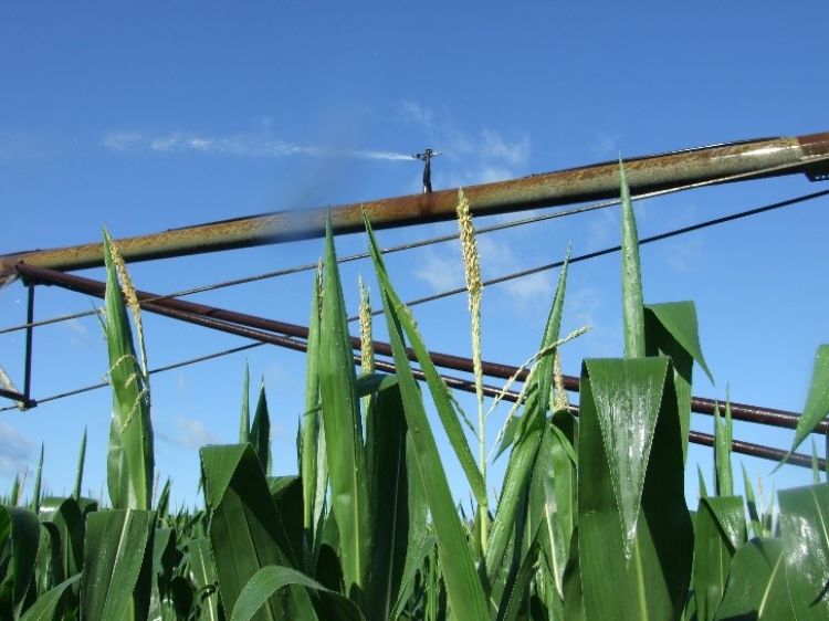 Corn crops under irrigation system.