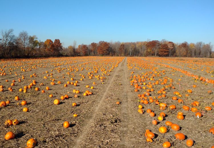 2016 was a bumper pumpkin year for many growers.
