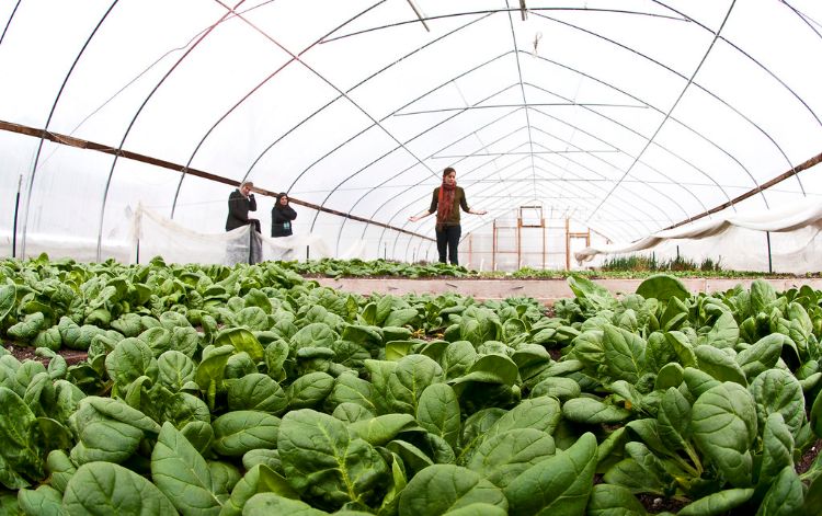 Growing Hope hoophouse.