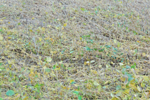 Challenges And Options For Giant Ragweed Management Msu Extension