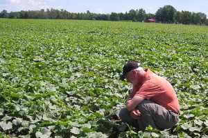 agriculture pest integrated management