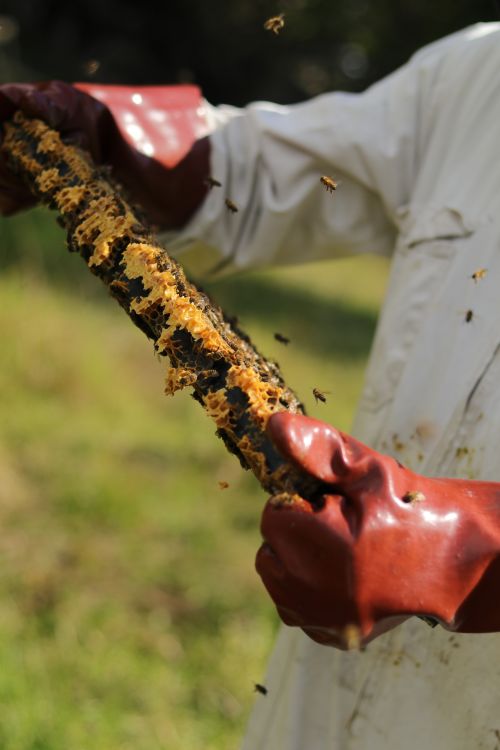 Person tending to bees.