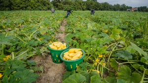 Michigan State University Extension offers training specifically for supervisors in charge of on-farm produce safety