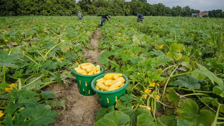 Field workers pick yellow squash and place them in green buckets.