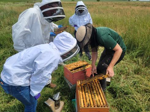 Photo of beekeepers looking into an open honey bee hive.