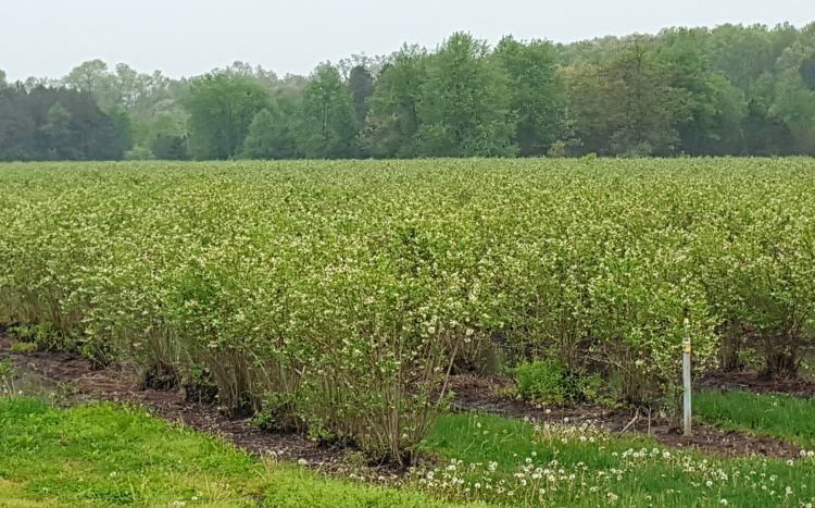 Bluecrop blueberries are blooming. Photo by Mark Longstroth, MSU Extension.