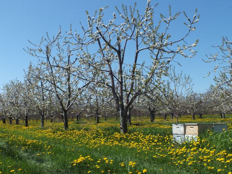 If the drive rows of your fruit crop contain flowering weeds, it is important to mow them off before applying plant protectants to protect pollinators. Photo: Emily Pochubay, MSUE