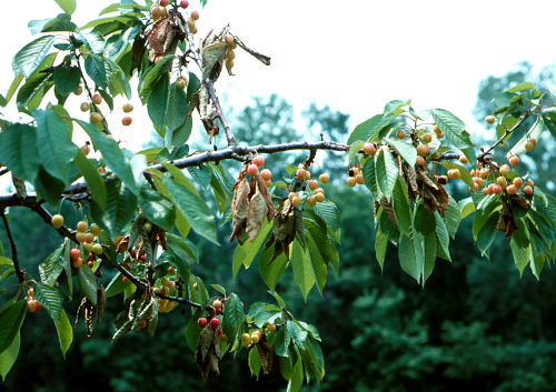  When the insects are abundant, fruit clusters wilt and associated leaves become brown. 