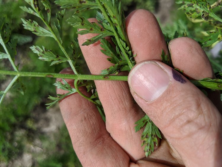Petiole lesions from foliar disease in carrot