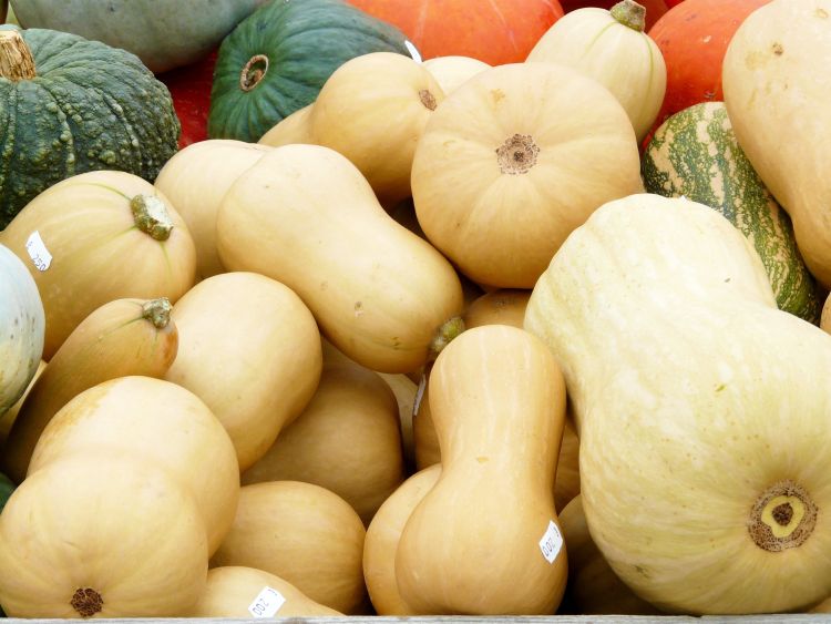 A pile of multiple types of squash.