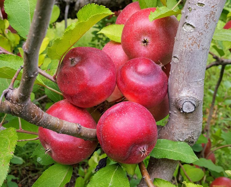 Sun burn on apples