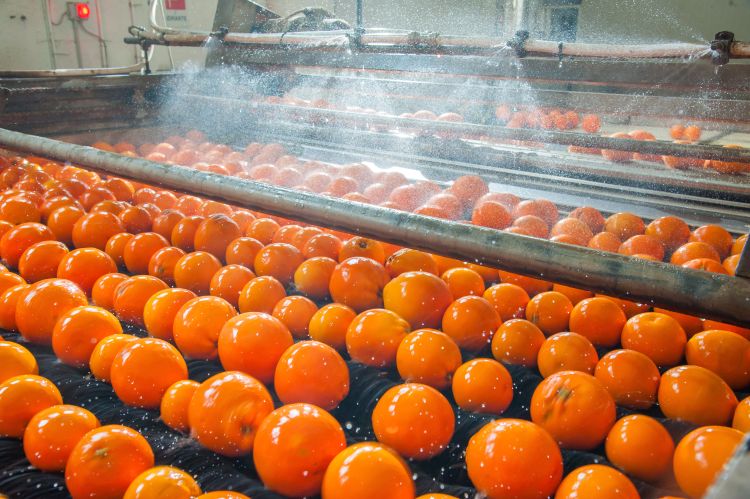 Oranges in a produce processing plant.