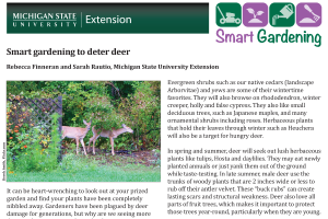 Smart gardening to deter deer