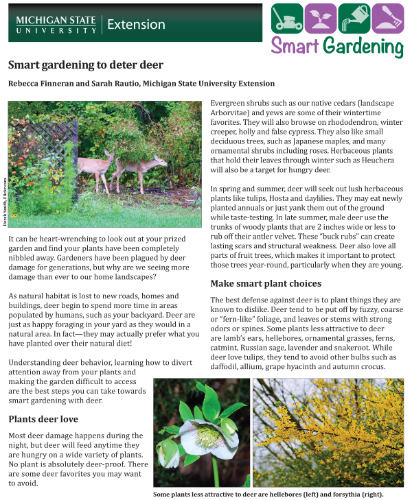 Smart gardening to deter deer - Gardening in Michigan