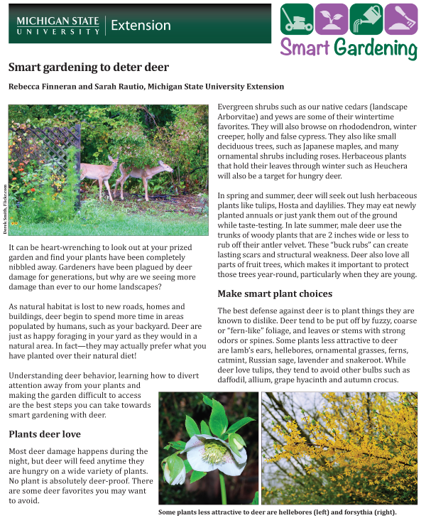 Smart Gardening To Deter Deer Msu Extension