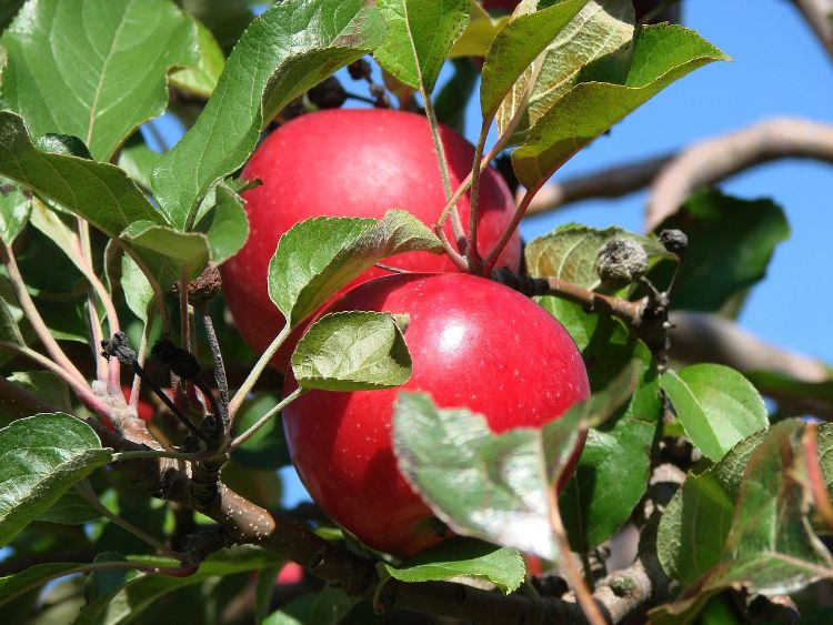 Michigan apple tree