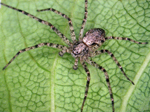  Philodromid crab spiders have flattened bodies and legs of equal length. 