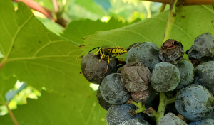 Michigan grape scouting report – Sept. 15, 2021