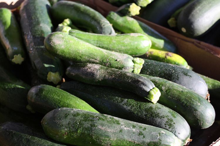 Zucchini is an abundant vegetable in many Michigan gardens this time of year. Photo credit: ANR Communications | MSU Extension