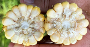 Southwest Michigan field crops update – August 4, 2022