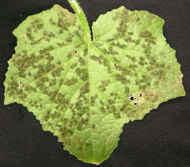 Downy mildew symptoms on cucumber.