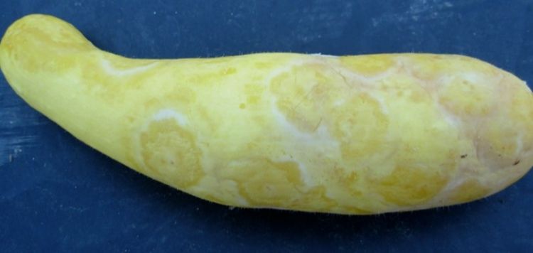 Summer squash with Phytophthora lesions.