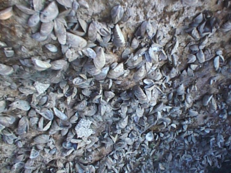 Zebra mussels attached to rock. Photo credit: Ron Kinnunen, MSU Extension