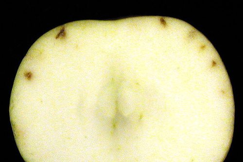  Individual lesions are dry and do not extend deep into the fruit. 