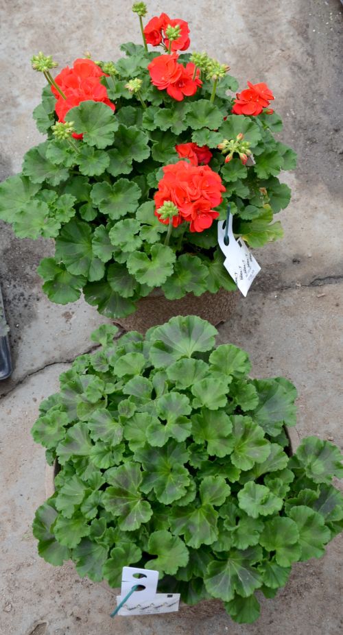 Untreated geranium (top) and geranium treated with ethephon (bottom). Photo by Roberto Lopez, MSU.