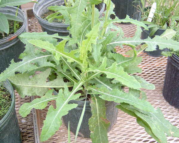 perennial sowthistle