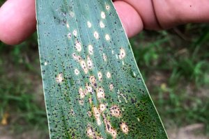 Corn tar spot now confirmed in Allegan and Montcalm counties