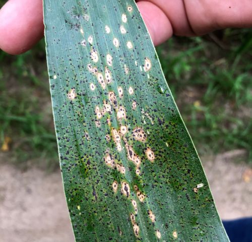 Tar spot complex with fish eye symptoms