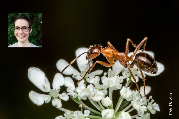 A picture of an ant on a flower with a headshot of Kelly in the upper left-hand corner.