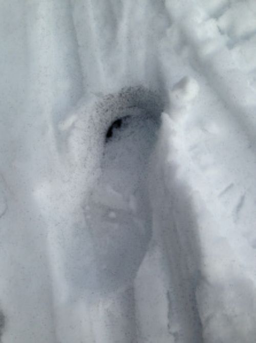 Snow fleas in boot print.