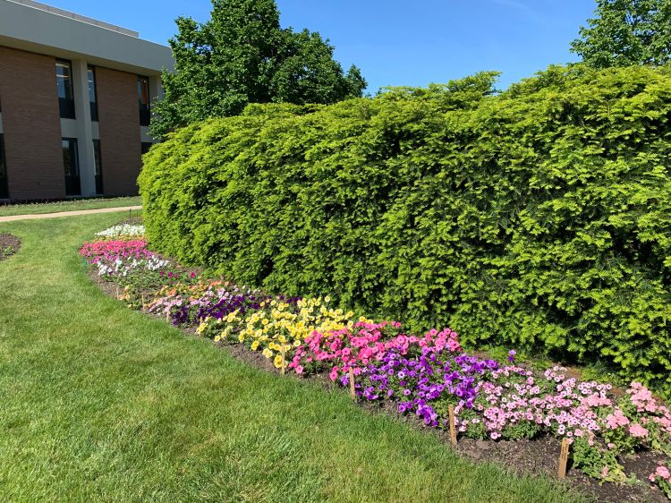 One bed in the MSU Trial Gardens is newly planted in 2020